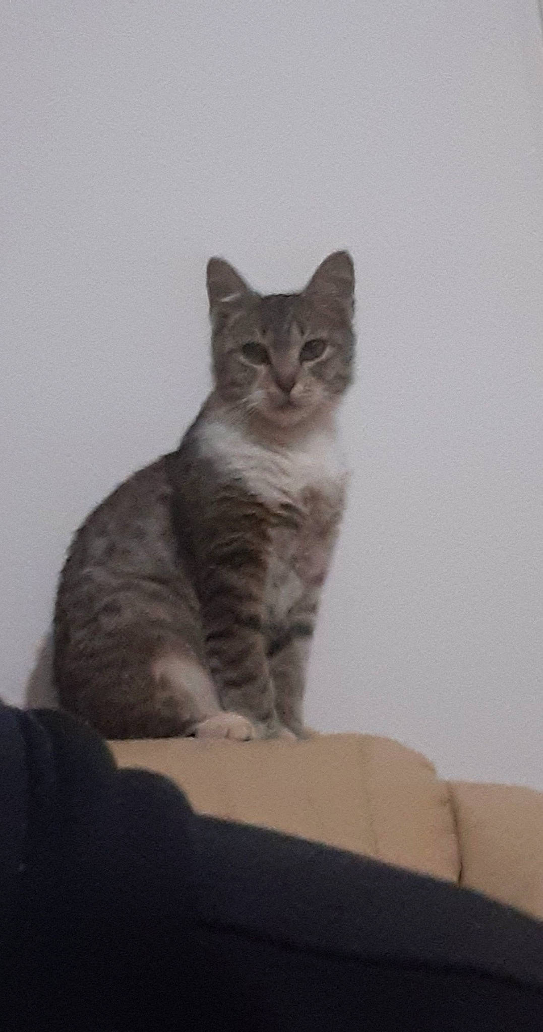 Razmo a rejoint le concours — aidez-le/la à gagner de superbes lots ! carnivore, cat, comfort, domestic_short_haired_cat, eye, fawn, felidae, fur, grey, paw, sitting, small_to_medium_sized_cats, snout, tail, terrestrial_animal, whiskers, window