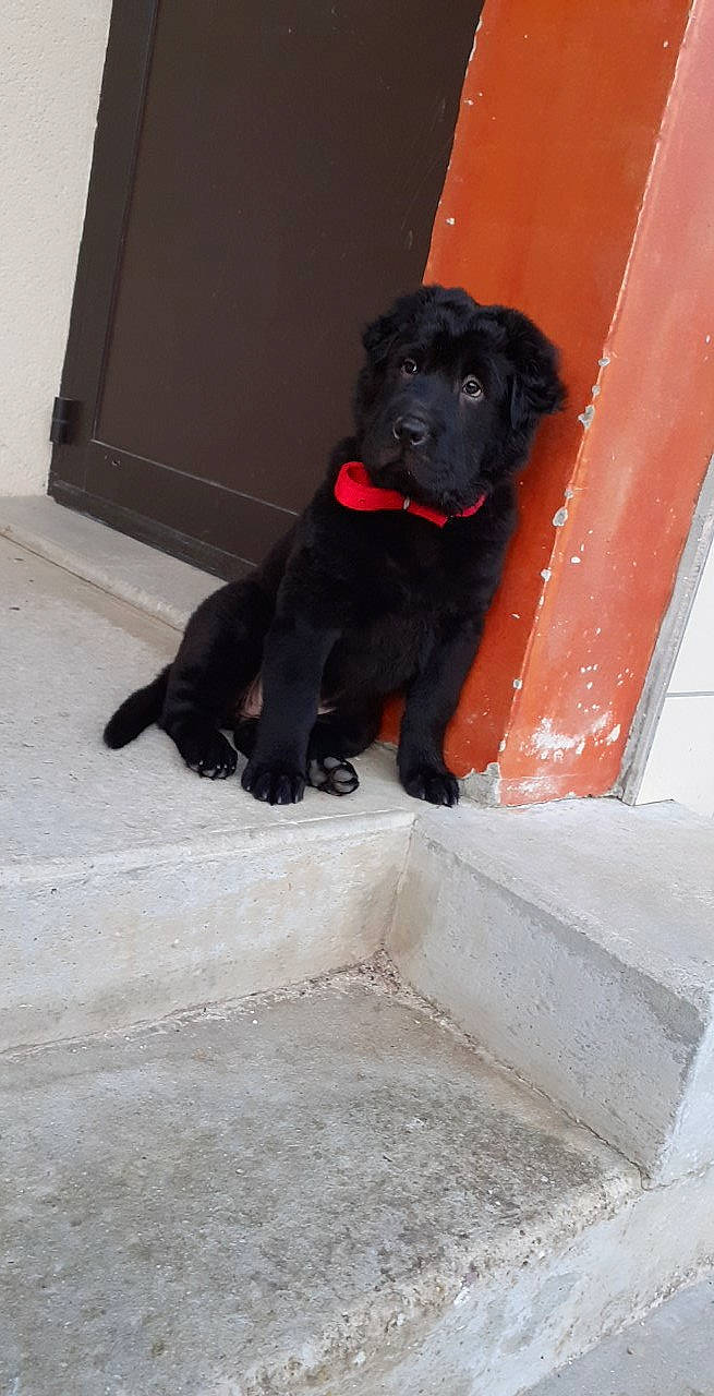 Racaille participe au concours pour gagner de l'argent avec cette photo : borador, canidae, carmine, carnivore, companion_dog, concrete, dog, dog_breed, dog_supply, fawn, flooring, fur, grey, guard_dog, gun_dog, snout, sporting_group, tail, tints_and_shades, working_animal