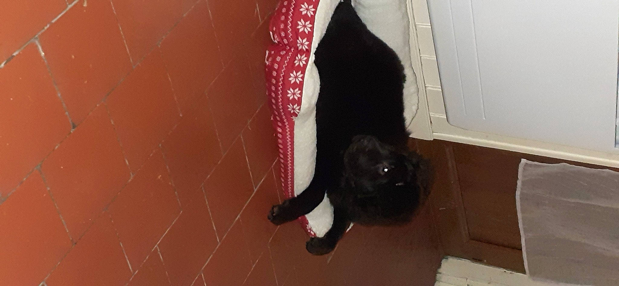 Racaille a rejoint le concours — aidez-le/la à gagner de superbes lots ! black_cat, canidae, carmine, carnivore, cat, dog_breed, felidae, flooring, fur, hardwood, human_leg, magenta, small_to_medium_sized_cats, snout, sporting_group, tail, tints_and_shades, whiskers, window, wood