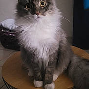 Apollon a rejoint le concours — aidez-le/la à gagner de superbes lots ! animal, basket, cat, curtain, cute, domestic, floor_tiles, fluffy, fur, gray, indoor, metal_base, pet, portrait, sitting, table, tail, white, wide_eyes, wooden_table