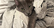Severus is registered to the contest to win money with this photo: cat, gray_cat, green_eyes, pet, feline, cozy, fabric, blanket, textile, soft, resting, indoor, close_up, cute, animal, paw, relaxed, sleepy, comfort, household