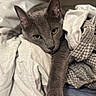 cat, gray_cat, green_eyes, pet, feline, cozy, fabric, blanket, textile, soft, resting, indoor, close_up, cute, animal, paw, relaxed, sleepy, comfort, household