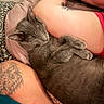 Severus joined the competition — help win amazing prizes! cat, gray_cat, sleeping, curled_up, tattoo, tattooed_arm, human_arm, cozy, resting, close_up, indoor, feline, pet, animal, fur, relaxation, comfort, cuddle, peaceful, nap