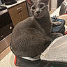 cat, gray_cat, pet, indoor, kitchen, countertop, bag, curious, feline, domestic, appliance, cabinet, wooden_cabinet, black_appliance, stainless_steel, zipper, curled_up, wide_eyes, looking_up, cozy