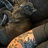 Severus joined the competition — help win amazing prizes! cat, gray_cat, sleeping, couch, tattoo, tattooed_arm, arm, resting, indoor, cozy, feline, pet, fur, relaxation, textured_fabric, close_up, comfort, nap, animal, human