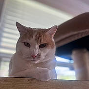 Neptune joined the competition — help win amazing prizes! animal, cat, close_up, domestic, ears, face, feline, fur, home, indoor, looking, orange_and_white, paw, pet, portrait, relaxed, resting, whiskers, window_blinds, wooden_surface