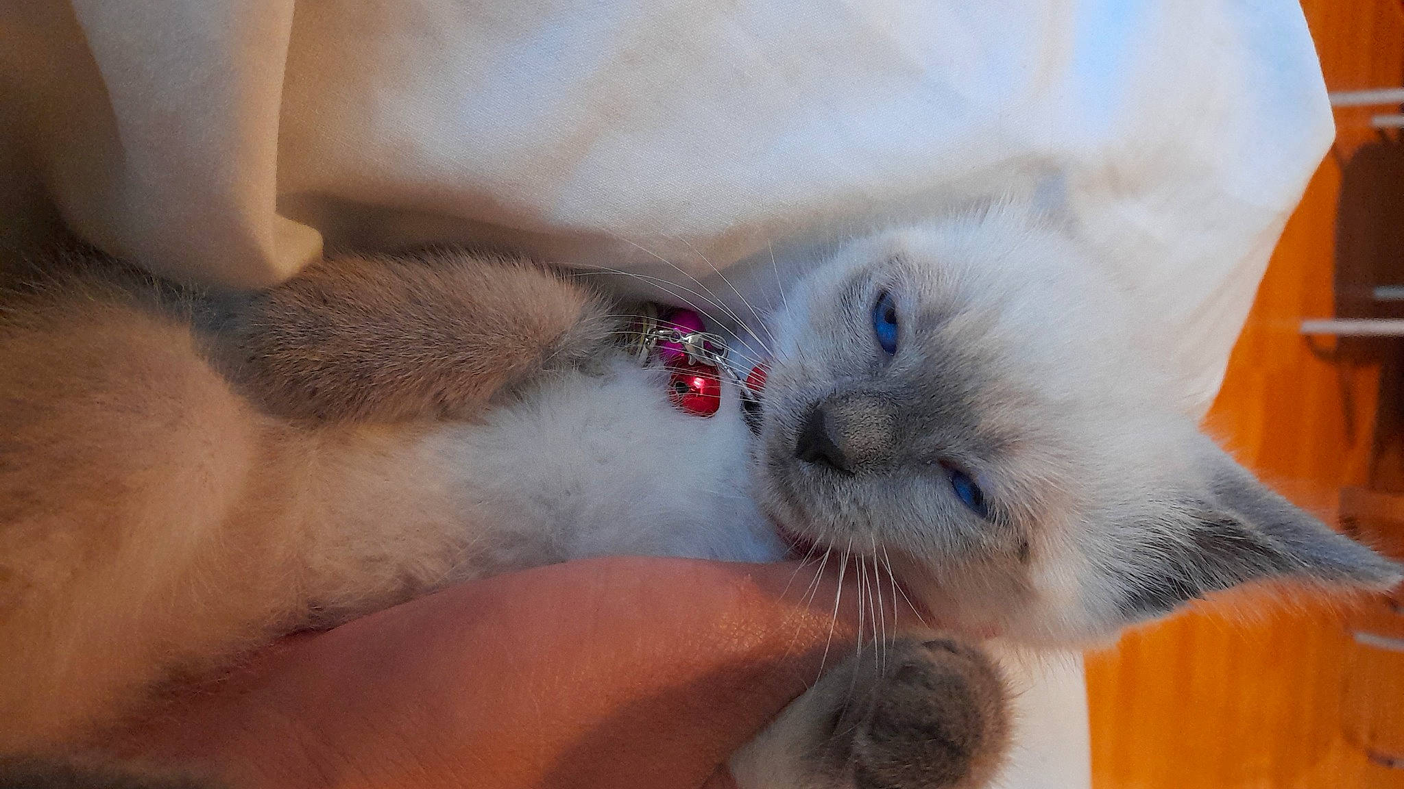 Ange a rejoint le concours — aidez-le/la à gagner de superbes lots ! balinese, carnivore, cat, claw, comfort, domestic_short_haired_cat, ear, fawn, felidae, foot, fur, gesture, nail, paw, siamese, small_to_medium_sized_cats, snout, tail, thai, whiskers