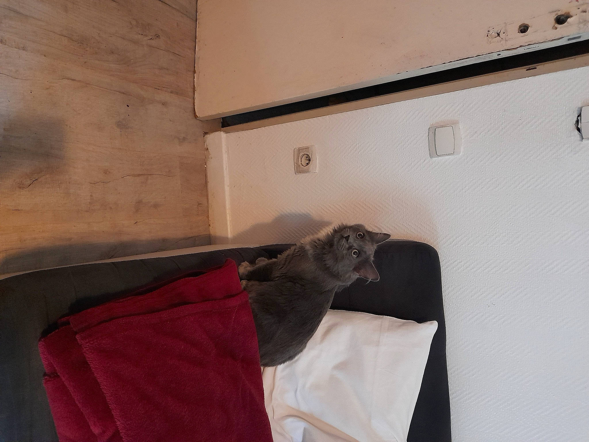Minette participe au concours pour gagner de l'argent avec cette photo : bedding, bedroom, ceiling, comfort, door, felidae, floor, flooring, fur, grey, hardwood, linens, pillow, plaster, rectangle, room, tail, textile, tints_and_shades, wood