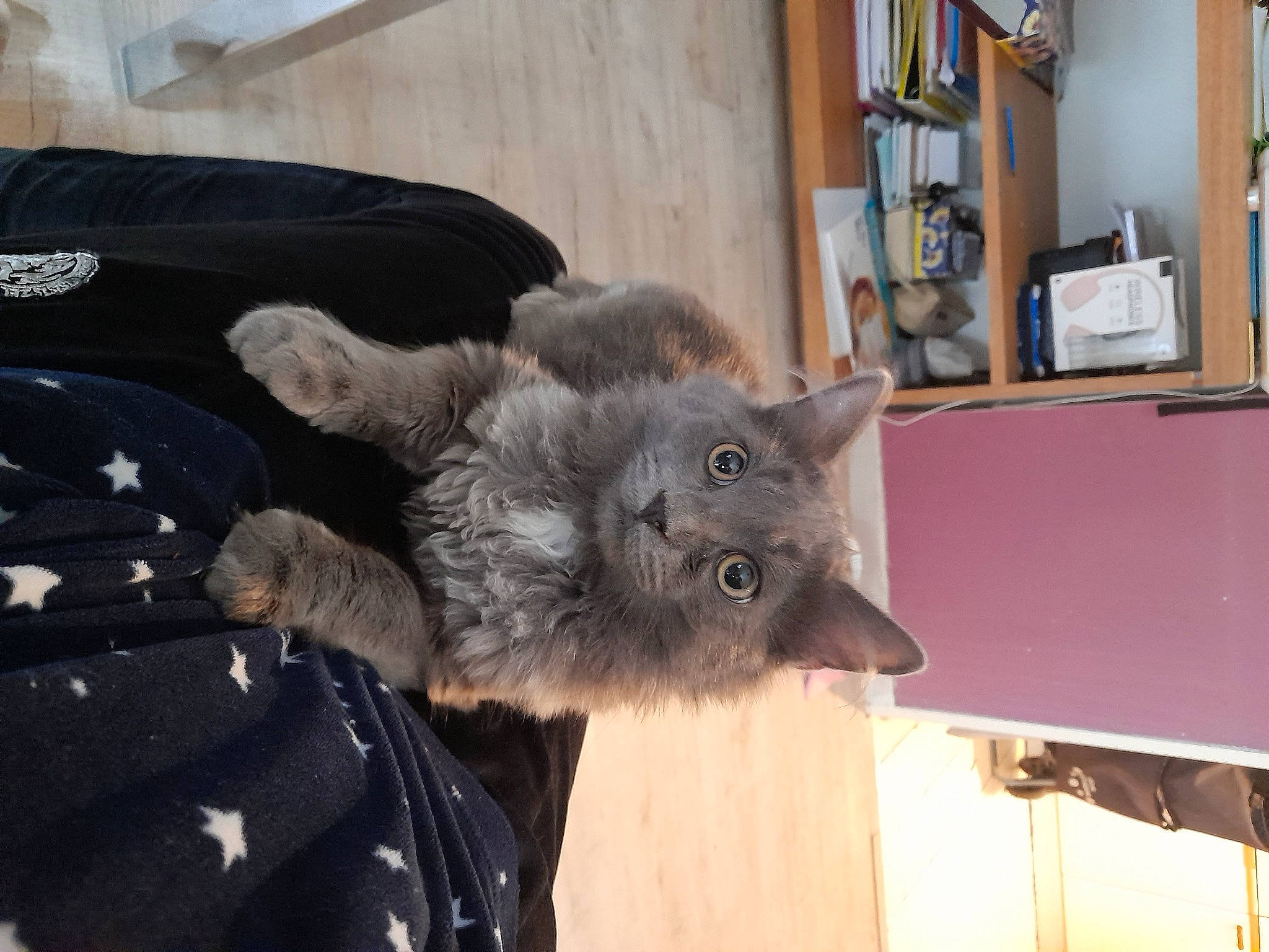 Minette participe au concours pour gagner de l'argent avec cette photo : black_cat, canidae, carnivore, cat, claw, comfort, dog_breed, domestic_short_haired_cat, fawn, felidae, fur, paw, picture_frame, russian_blue, shelf, small_to_medium_sized_cats, snout, tail, whiskers