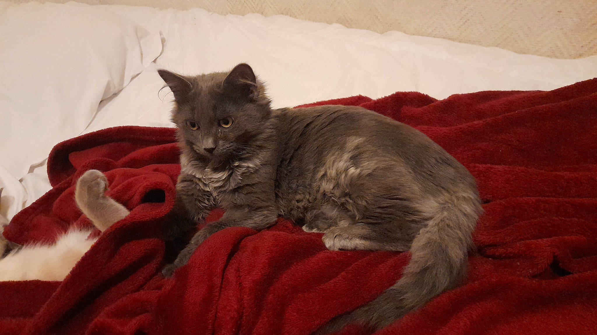 Minette participe au concours pour gagner de l'argent avec cette photo : bed, black_cat, carnivore, cat, cat_bed, cat_supply, claw, comfort, domestic_short_haired_cat, fawn, felidae, fur, grey, linens, paw, small_to_medium_sized_cats, snout, tail, terrestrial_animal, whiskers