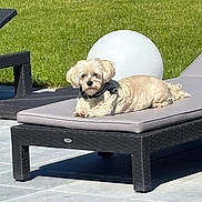 Giulia a rejoint le concours — aidez-le/la à gagner de superbes lots ! backyard, calm, canine, cute, daytime, dog, fur, grass, leisure, lounge_chair, modern_furniture, nature, outdoor, patio, pet, relaxing, resting, small_dog, summer, sunlight