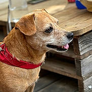 Iona a rejoint le concours — aidez-le/la à gagner de superbes lots ! animal, bandana, brown_fur, canine, closeup, collar, dog, domestic_animal, ears, happy, leash, mammal, outdoor, pet, portrait, red_bandana, side_view, snout, tongue_out, wooden_table