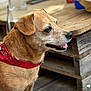 animal, bandana, brown_fur, canine, closeup, collar, dog, domestic_animal, ears, happy, leash, mammal, outdoor, pet, portrait, red_bandana, side_view, snout, tongue_out, wooden_table