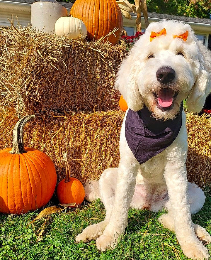 Ivy is registered to the contest to win money with this photo: calabaza, carnivore, companion_dog, cucurbita, dog, dog_breed, dog_collar, gourd, grass, local_food, natural_foods, plant, pumpkin, squash, terrier, toy_dog, vegetable, whole_food, winter_squash, yellow