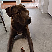 Maya a rejoint le concours — aidez-le/la à gagner de superbes lots ! animal, architecture, building, canine, couch, dog, furniture, greatdane, hardwood, homedecor, hound, indoors, labradorretriever, livingroom, pet, plywood, pointer, puppy, room, wood