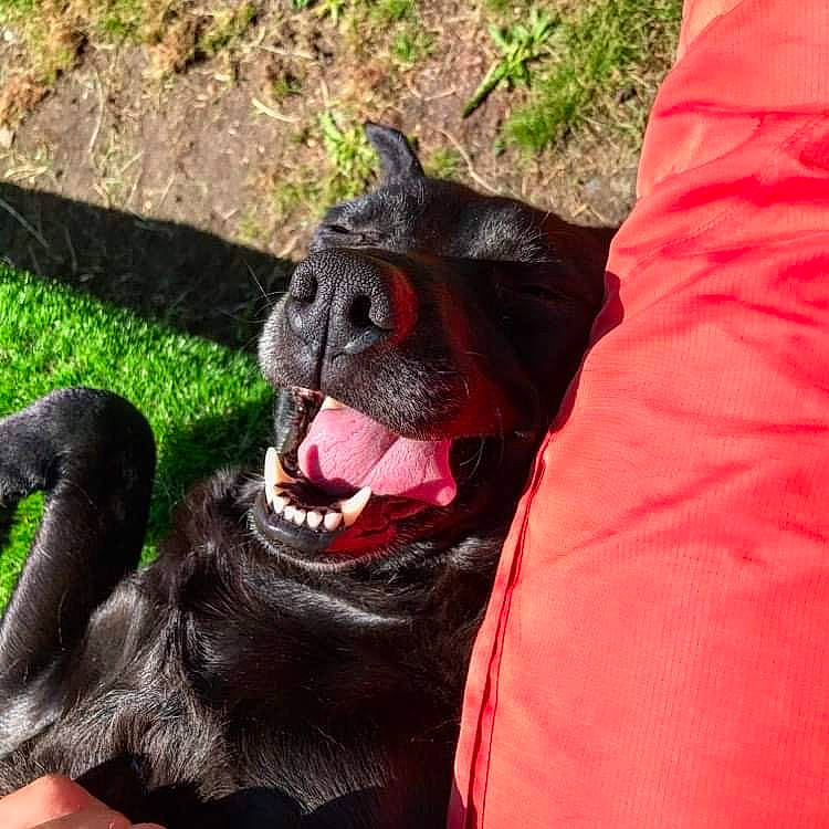 Thémis participe au concours pour gagner de l'argent avec cette photo : canidae, carnivore, collar, companion_dog, coquelicot, dog, dog_breed, dog_collar, grass, groundcover, liver, non_sporting_group, snout, sporting_group, tongue, tooth, working_animal, working_dog