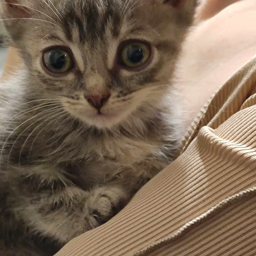 Ruby a rejoint le concours — aidez-le/la à gagner de superbes lots ! beige, cat, close_up, cozy, curious, cute, domestic_animal, feline, fur, gray_tabby, indoor, kitten, mammal, pet, small, soft_fabric, striped, whiskers, wide_eyes, young_animal