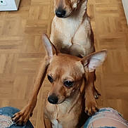 Alpha Bandit a rejoint le concours — aidez-le/la à gagner de superbes lots ! animal, brown_dog, close_up, companions, cute, dog, domestic_animal, ears, floor, indoor, jeans, knees, looking_down, pet, ripped_jeans, small_dog, standing, two_dogs, waiting, wooden_floor