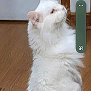Peppermint joined the competition — help win amazing prizes! cat, white_cat, fluffy, indoor, wooden_floor, pet, animal, looking_up, feline, curious, domestic_cat, household, mammal, fur, whiskers, ears, side_view, companion, cute, portrait
