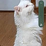 cat, white_cat, fluffy, indoor, wooden_floor, pet, animal, looking_up, feline, curious, domestic_cat, household, mammal, fur, whiskers, ears, side_view, companion, cute, portrait