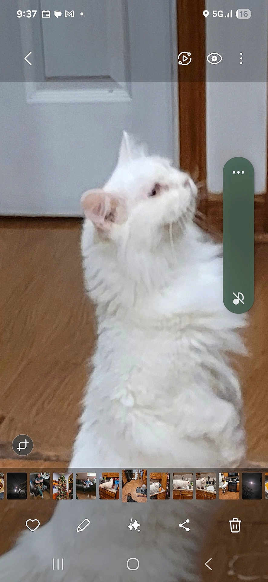 Peppermint joined the competition — help win amazing prizes! cat, white_cat, fluffy, indoor, wooden_floor, pet, animal, looking_up, feline, curious, domestic_cat, household, mammal, fur, whiskers, ears, side_view, companion, cute, portrait