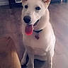 animal, cabinet, canine, clock, collar, dog, domestic_animal, ears, floor, furniture, happy, heart_shaped_tag, indoor, living_room, pet, picture_frame, sitting, tongue, white_dog, wooden_floor