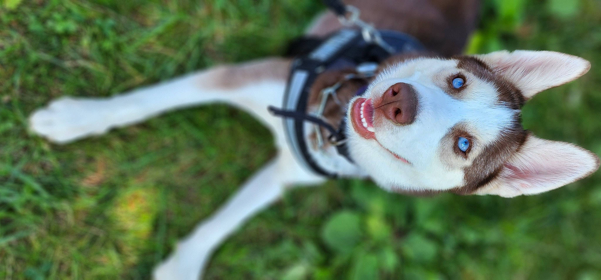 Kira is registered to the contest to win money with this photo: bicycle_handlebar, canidae, carnivore, companion_dog, dog, dog_breed, eyewear, fawn, fur, grass, personal_protective_equipment, plant, recreation, snout, sporting_group, terrestrial_animal, tree, whiskers, wildlife