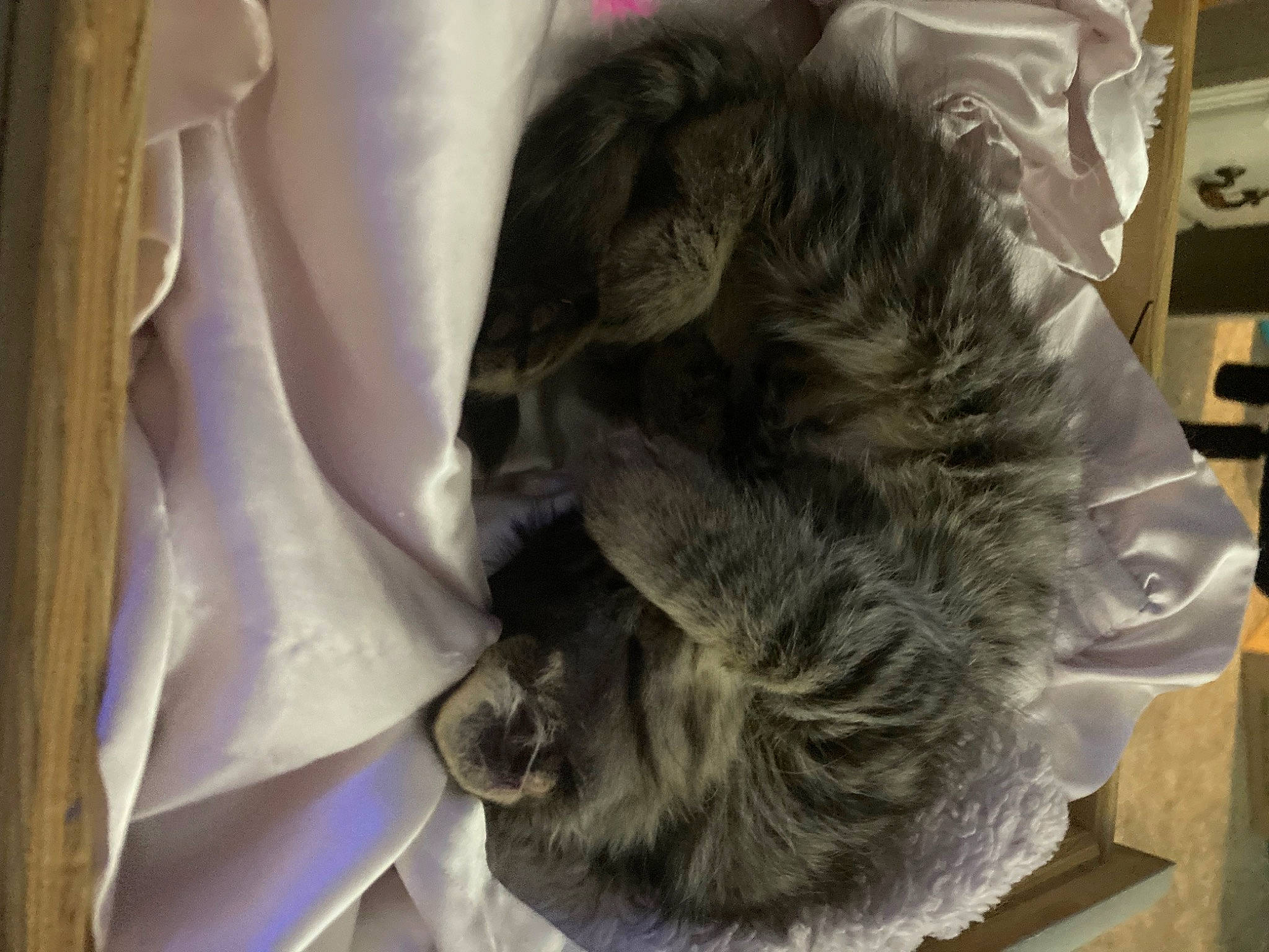 Blue joined the competition — help win amazing prizes! canidae, carnivore, companion_dog, dog_breed, eye, felidae, fur, hair_coloring, hairdresser, jaw, sculpture, small_to_medium_sized_cats, snout, sporting_group, whiskers, working_animal