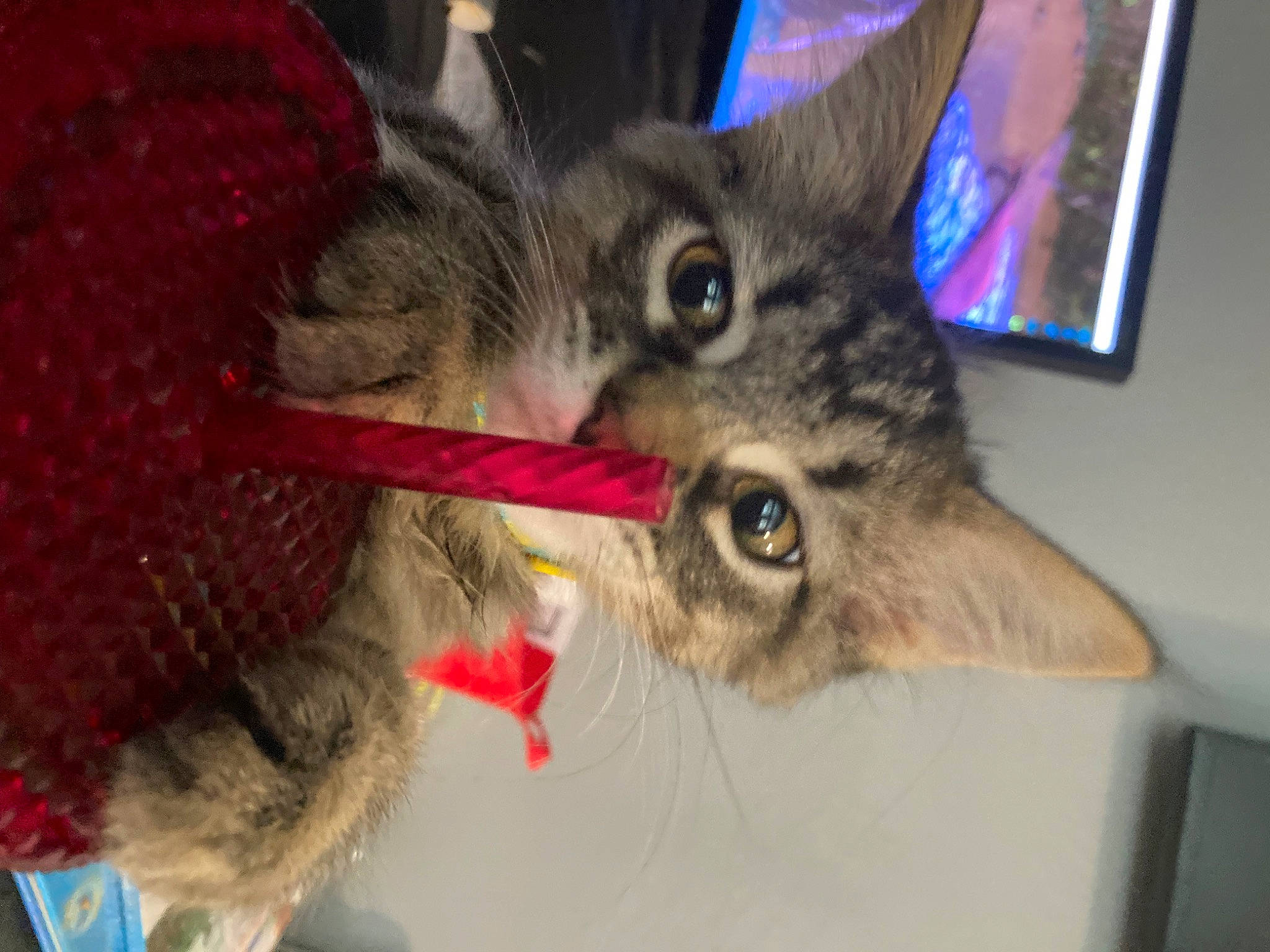 Blue is registered to the contest to win money with this photo: carnivore, cat, claw, domestic_short_haired_cat, ear, felidae, fur, paw, photo_caption, small_to_medium_sized_cats, snout, tail, whiskers