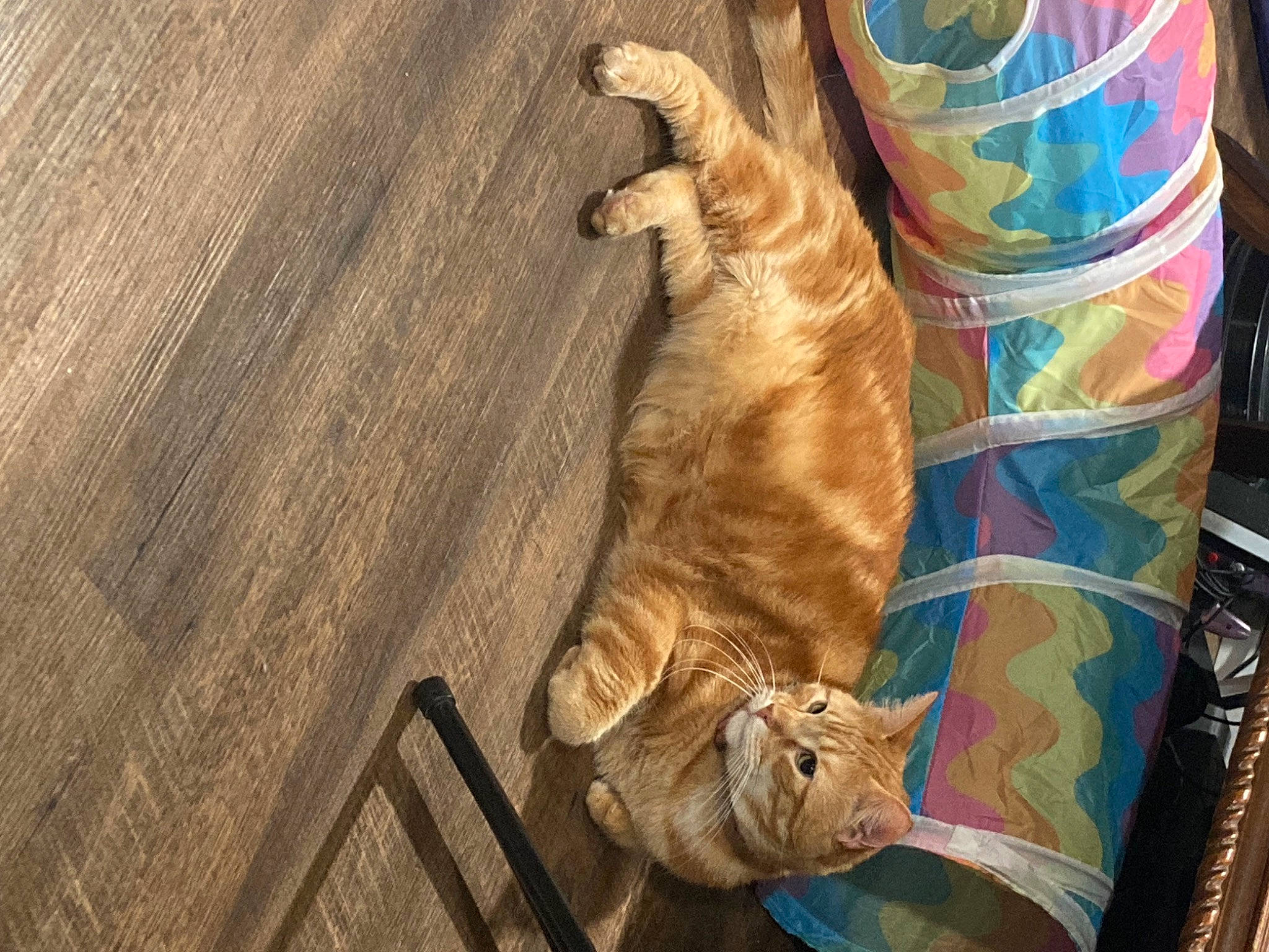 Blaze joined the competition — help win amazing prizes! art, carnivore, cat, comfort, companion_dog, dog_breed, domestic_short_haired_cat, fawn, felidae, flooring, fur, hardwood, human_leg, paw, small_to_medium_sized_cats, sporting_group, tail, tree, whiskers, wood