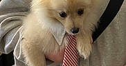 Marlee joined the competition — help win amazing prizes! dog, puppy, white_fur, fluffy, small_dog, pet, animal, tie, striped_tie, red_and_white, being_held, person, shirt, portrait, indoors, close_up, cute, funny, groomed, companion_animal