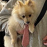 animal, being_held, close_up, companion_animal, cute, dog, fluffy, funny, groomed, indoors, person, pet, portrait, puppy, red_and_white, shirt, small_dog, striped_tie, tie, white_fur