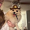 Marlee is registered to the contest to win money with this photo: dog, puppy, fluffy, cream_colored, cowboy_hat, costume, tongue_out, smiling, pet, animal, held, person, indoor, living_room, ceiling_fan, door, furniture, portrait, playful, photography