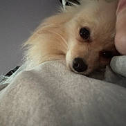Marlee joined the competition — help win amazing prizes! dog, golden_dog, sleeping, lying_down, pet, animal, fur, golden_fur, black_nose, brown_eyes, close_up, portrait, bed, blanket, pillow, indoors, cozy, relaxed, cute, home