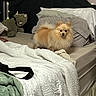 Marlee joined the competition — help win amazing prizes! dog, pomeranian, fluffy, small_dog, pet, animal, bed, bedroom, bedding, pillows, blanket, headboard, fairy_lights, stuffed_toy, indoors, portrait, sitting, looking_at_camera, long_fur, cozy