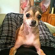 Peanut joined the competition — help win amazing prizes! dog, small_dog, chihuahua, pet, ears, lap, plaid_pants, human_lap, indoor, furniture, wooden_cabinet, photograph, portrait, canine, animal, cute, looking_at_camera, sitting, black_nose, whiskers