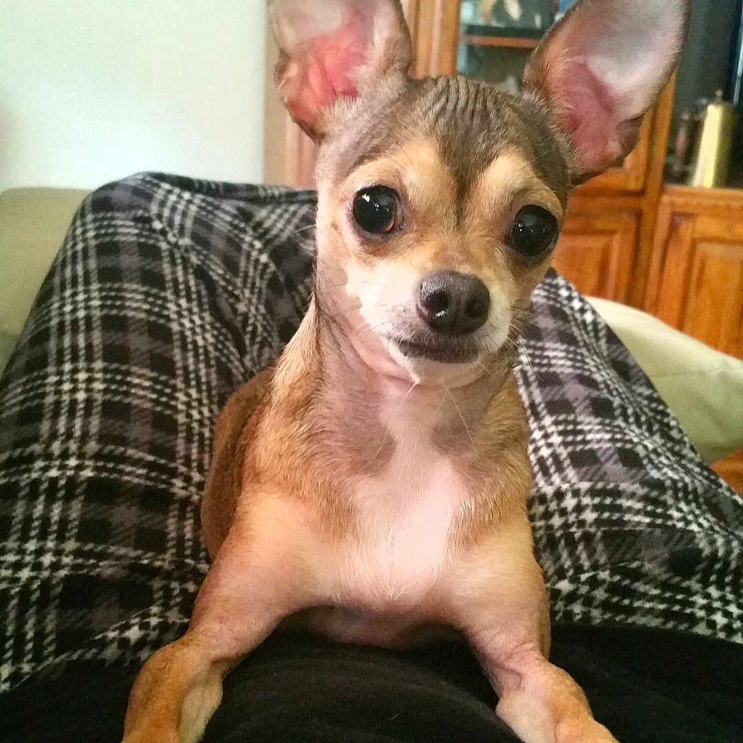 Peanut