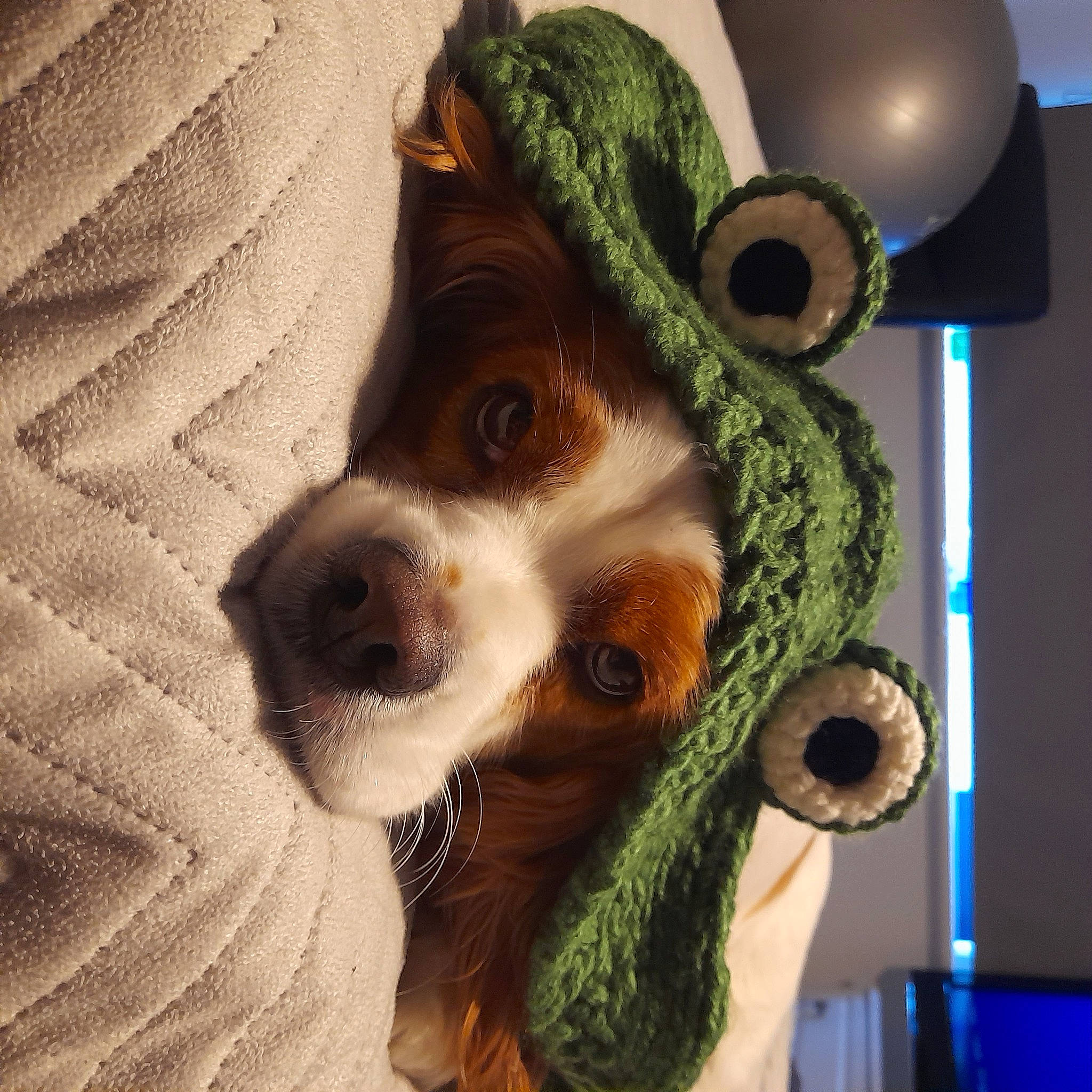 Koda joined the competition — help win amazing prizes! carnivore, companion_dog, dog, event, eyelash, eyewear, fawn, fedora, fur, green, hat, mask, selfie, snout, stuffed_toy, sunglasses, toy, toy_dog, whiskers, wig