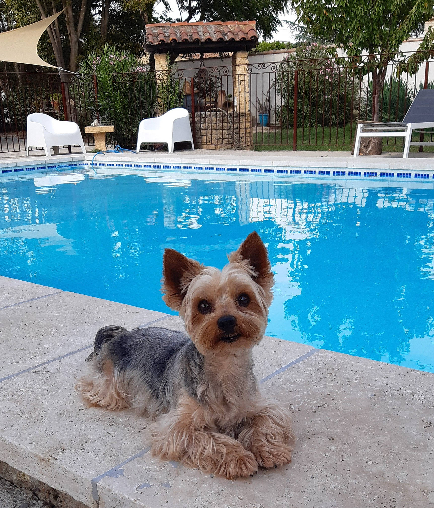Harlem participe au concours pour gagner de l'argent avec cette photo : canidae, carnivore, companion_dog, dog, dog_breed, dog_supply, fawn, flooring, leisure, outdoor_furniture, pet_supply, plant, small_terrier, snout, sporting_group, swimming_pool, toy_dog, tree, water, working_animal