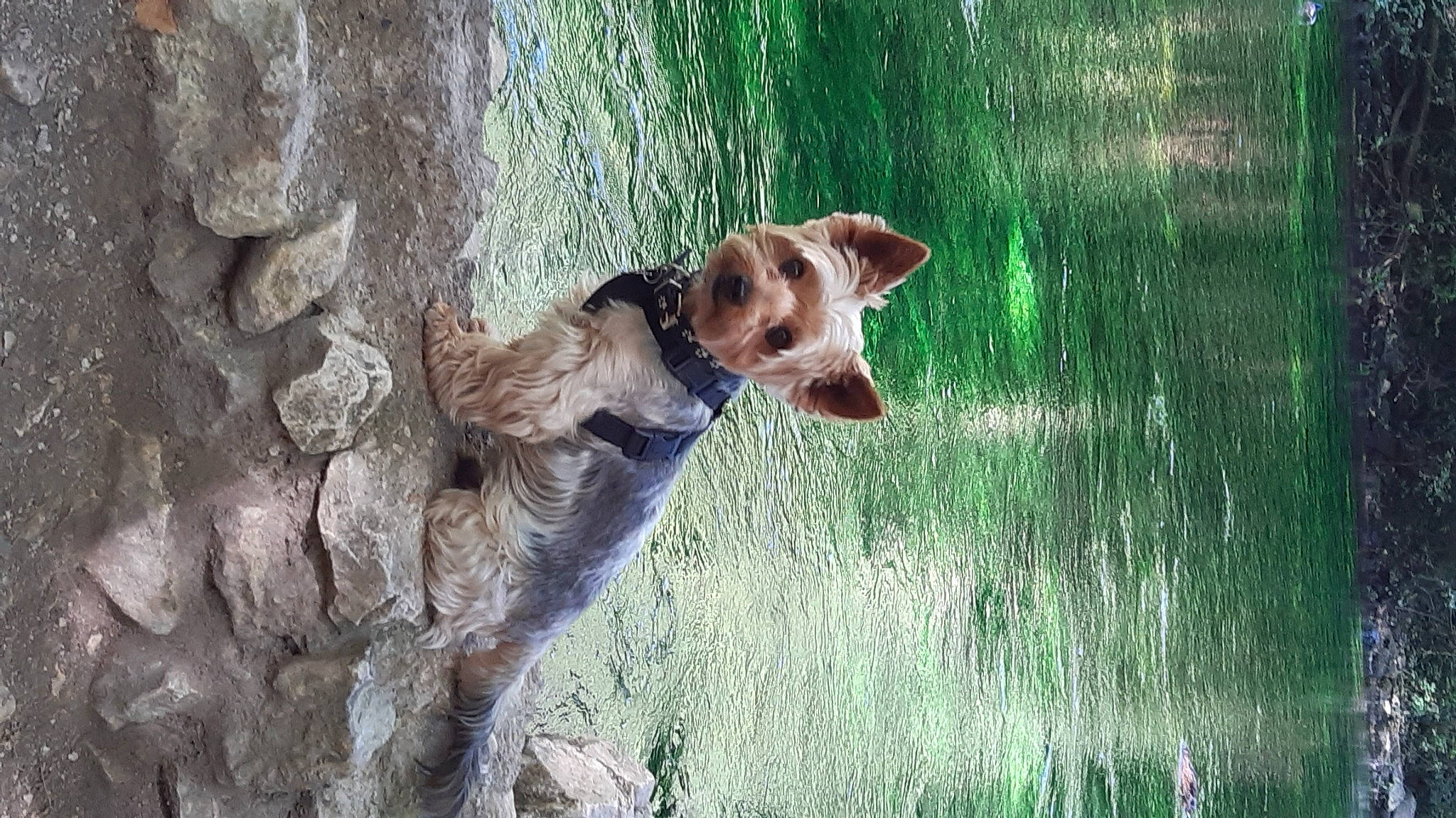 Harlem a rejoint le concours — aidez-le/la à gagner de superbes lots ! canidae, carnivore, companion_dog, dog, dog_breed, fawn, grass, landscape, liver, people_in_nature, plant, snout, sporting_group, tail, tree, trunk, water, wildlife, window, wood