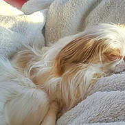 Kirby joined the competition — help win amazing prizes! dog, pet, sleeping, blanket, fur, white_fur, cream_fur, cozy, soft_texture, cuddly, indoor, closeup, portrait, napping, resting, calm, small_dog, nose, head, plush