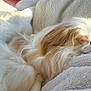 dog, pet, sleeping, blanket, fur, white_fur, cream_fur, cozy, soft_texture, cuddly, indoor, closeup, portrait, napping, resting, calm, small_dog, nose, head, plush