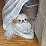 Kirby is registered to the contest to win money with this photo: dog, puppy, pet, blanket, sofa, couch, hardwood_floor, fur, white_fur, peeking, cozy, small_dog, pup_face, cushion, indoor, living_room, adorable, looking_up, wrapped_in_blanket, tail