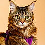 R'Mess a rejoint le concours — aidez-le/la à gagner de superbes lots ! animal, background, cat, close_up, cute, domestic_animal, ears, face, feline, fluffy, fur, green_eyes, indoor, looking, maine_coon, mammal, pet, portrait, purple_harness, whiskers