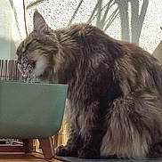 R'Mess participe au concours pour gagner de l'argent avec cette photo : animal, balcony, bamboo_fence, bowl, cat, domestic_animal, drinking, elevated_bowl, feline, fluffy, long_hair, outdoor, pet, plants, relaxing, shadow, side_view, sunlight, water, wooden_floor