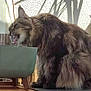 animal, balcony, bamboo_fence, bowl, cat, domestic_animal, drinking, elevated_bowl, feline, fluffy, long_hair, outdoor, pet, plants, relaxing, shadow, side_view, sunlight, water, wooden_floor