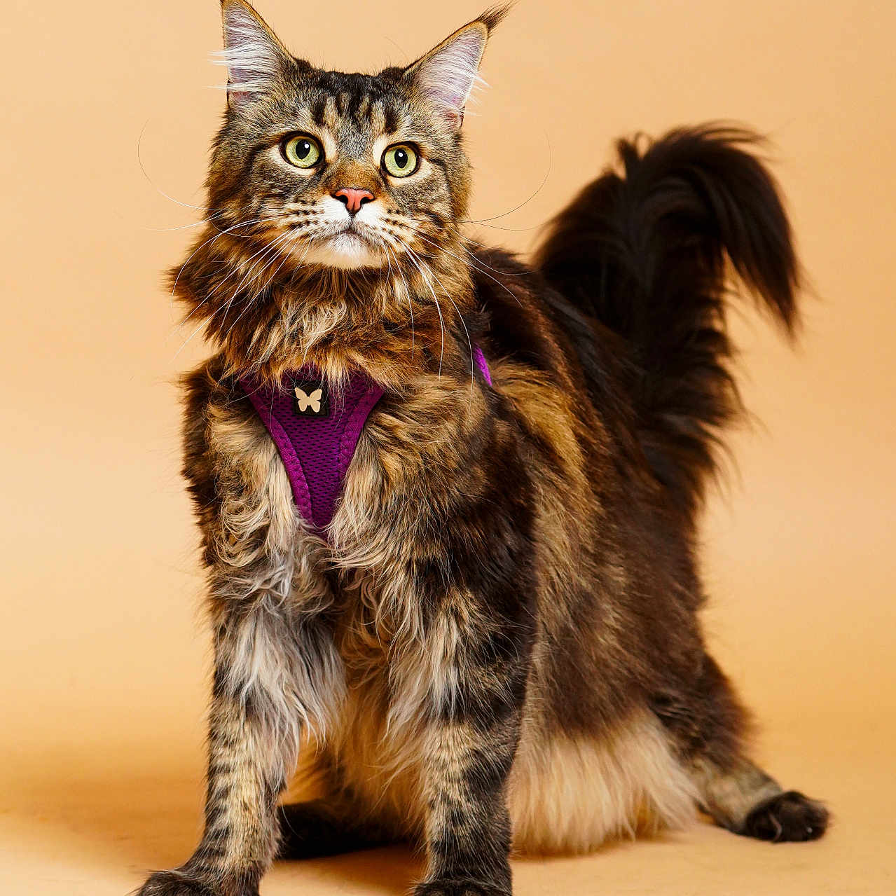 R'Mess a rejoint le concours — aidez-le/la à gagner de superbes lots ! alert, animal, beige_background, cat, close_up, curious, ears, feline, fluffy_tail, four_legs, fur, indoor, long_hair, pet, portrait, purple_harness, standing, studio, tabby, whiskers