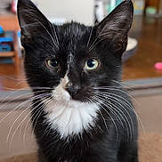 Spade is registered to the contest to win money with this photo: animal, black_and_white, cat, close_up, couch, curious, cute, domestic, feline, fur, household, indoor, kitten, pet, portrait, sitting, soft_focus, tuxedo_cat, whiskers, young