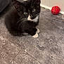 Spade joined the competition — help win amazing prizes! animal, black_and_white, cat, curious, cute, domestic, feline, floor, indoor, kitten, pet, pet_bed, playful, red_ball, sitting, small, tile, tuxedo_cat, whiskers, young