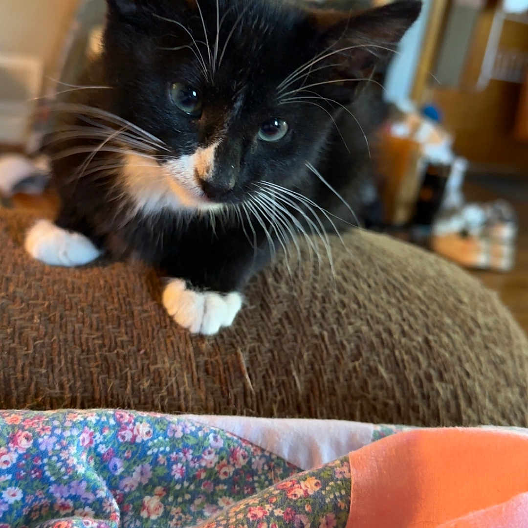 Spade is registered to the contest to win money with this photo: animal, black_and_white, blanket, cat, close_up, couch, cozy, curious, cute, fabric, feline, fur, home, indoor, kitten, pet, soft, texture, whiskers, young